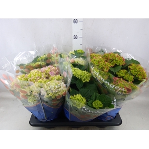 Hydrangea mac.   ...mix