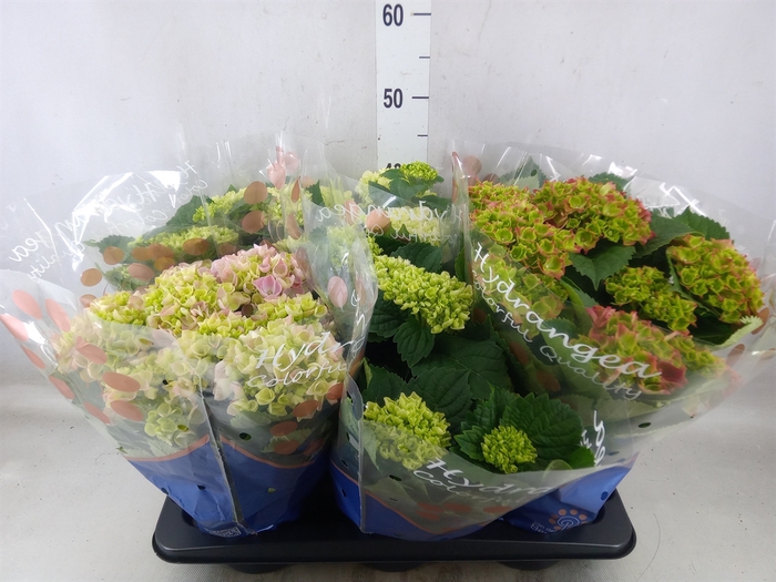 <h4>Hydrangea mac.   ...mix</h4>