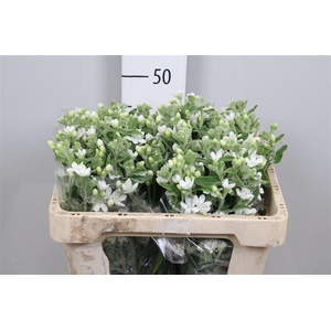 Oxy Co Perf Whi Harm