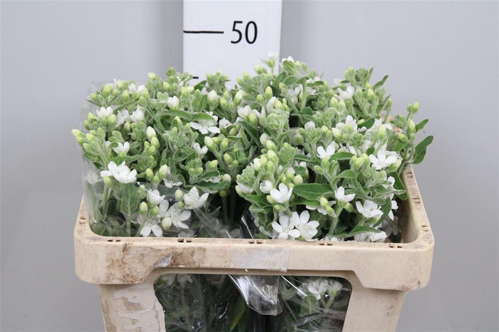 <h4>Oxy Co Perf Whi Harm</h4>