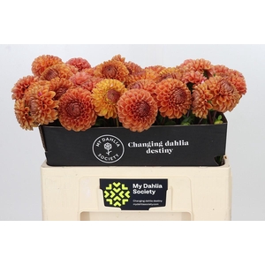 Dahlia Cornel Bronze