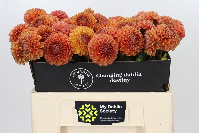 <h4>Dahlia Cornel Bronze</h4>