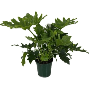 Philodendron selloum Hope p21