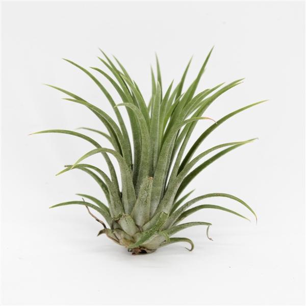 <h4>Tillandsia ionantha</h4>