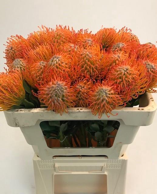 LEUCO AYOBA SUN