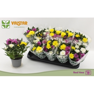 CHRYS DA VINC GEM PT