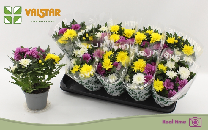 <h4>CHRYS DA VINC GEM PT</h4>