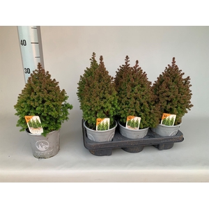 Chamaecyparis thyo. 'Spitsbergen'