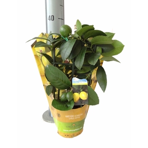 Citrus meyeri Lemon trellis sleeve