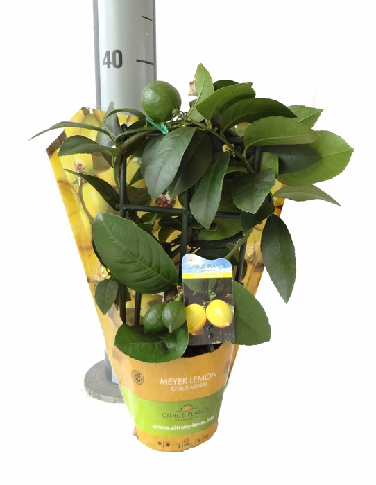<h4>Citrus meyeri Lemon trellis sleeve</h4>