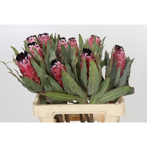 Protea Red Magic