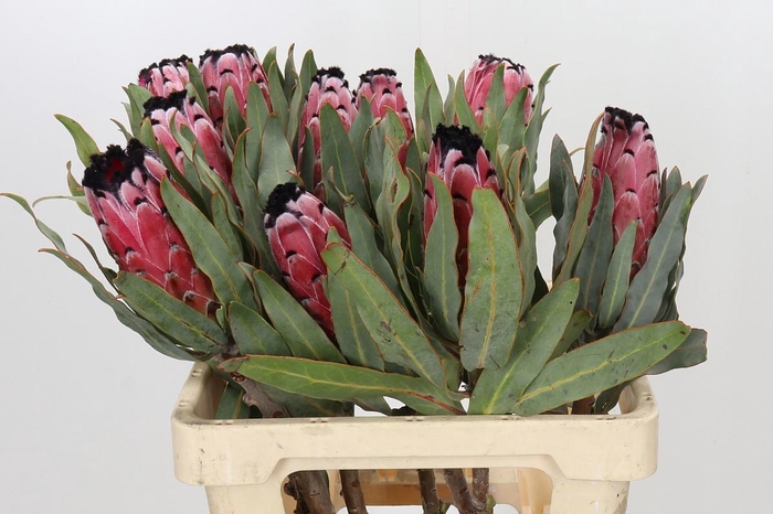 <h4>Protea Red Magic</h4>