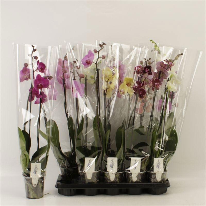 <h4>PHAL GEM 6 KL</h4>