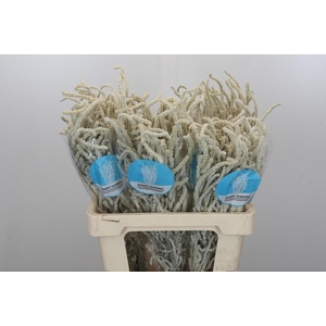 Amaranthus Yearming Desert