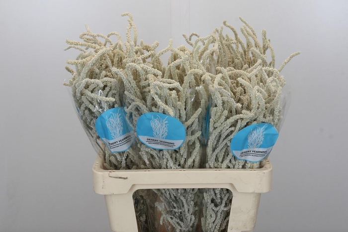 Amaranthus Yearming Desert