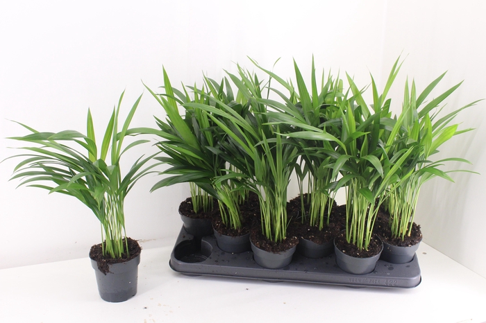 <h4>Dypsis Lutescens</h4>