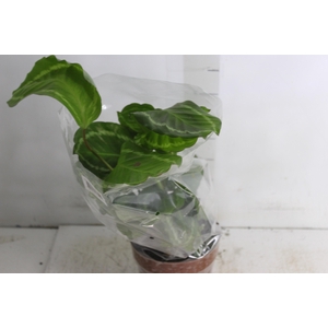 CALATHEA PEACOCK GREEN P17