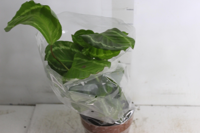<h4>CALATHEA PEACOCK GREEN P17</h4>