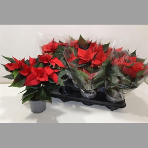 Euphor Pulcherrim Ov