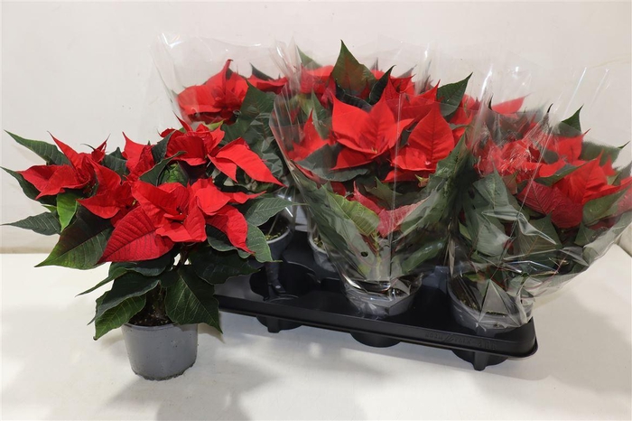 <h4>Euphor Pulcherrim Ov</h4>