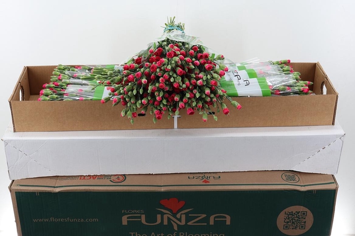 <h4>Di Tr Anita x20 Box</h4>