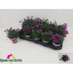 DIAN PICTURE PERFECT