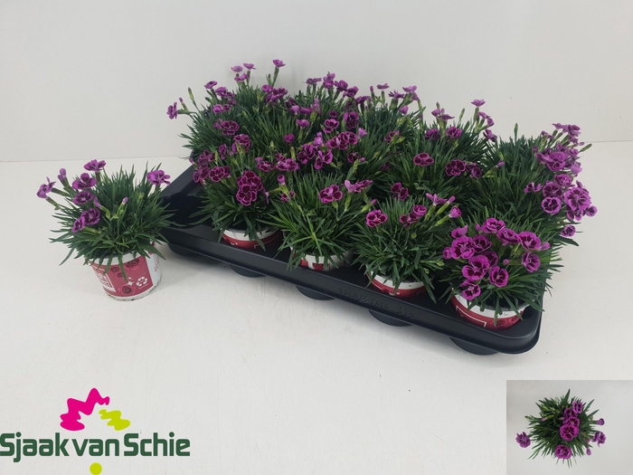 <h4>DIAN PICTURE PERFECT</h4>