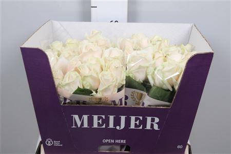 <h4>R Gr Dorchester+</h4>