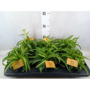Chlorophytum com. 'Bonnie'