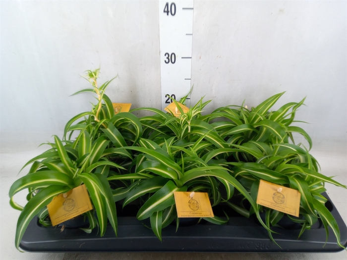 <h4>Chlorophytum com. 'Bonnie'</h4>