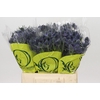 Eryngium Magical Blue Lagoon