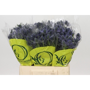 Eryngium Magical Blue Lagoon