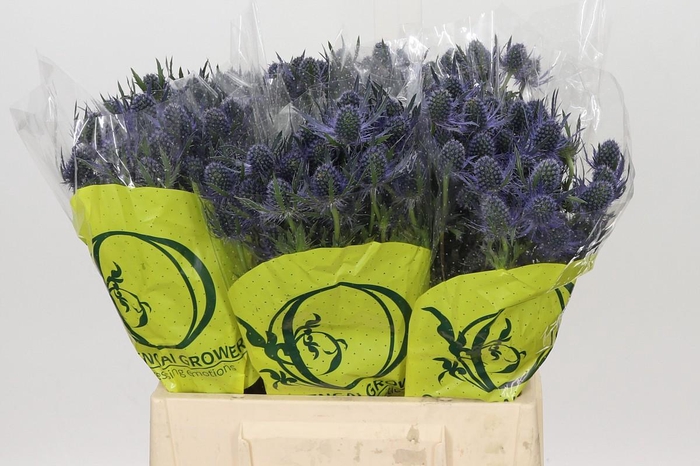 Eryngium Magical Blue Lagoon