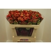 Rosa TR 'Fire Flash'