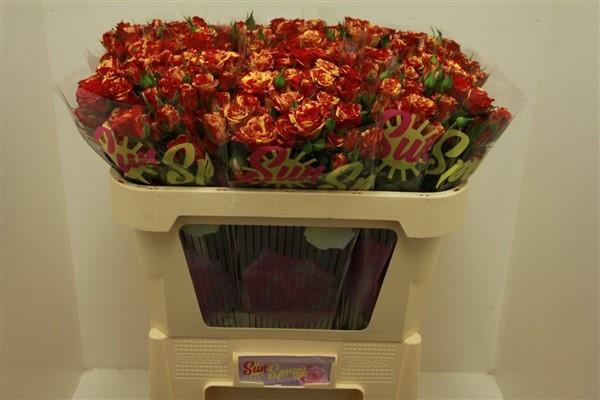 Rosa TR 'Fire Flash'