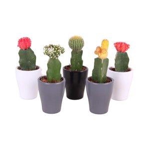 Cactus mix 5,5cm in Ø7,0cm Ceramic Carly