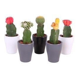 <h4>Cactus mix 5,5cm in Ø7,0cm Ceramic Carly</h4>