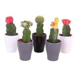 <h4>Cactus mix 5,5cm in Ø7,0cm Ceramic Carly</h4>