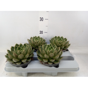 Echeveria   ...not flowering