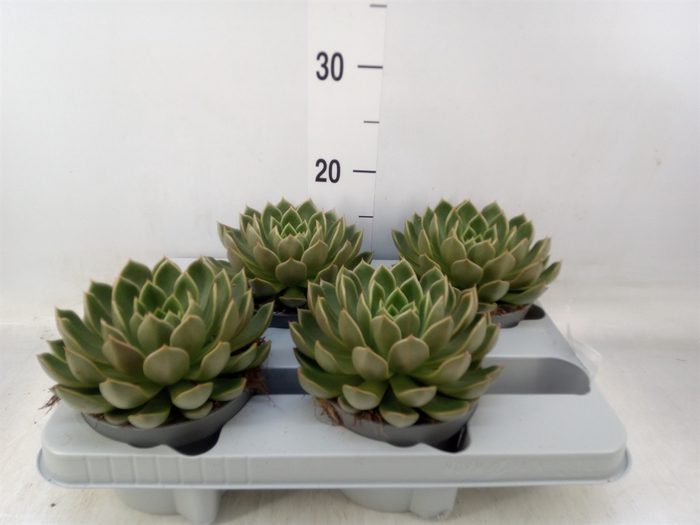 <h4>Echeveria   ...not flowering</h4>