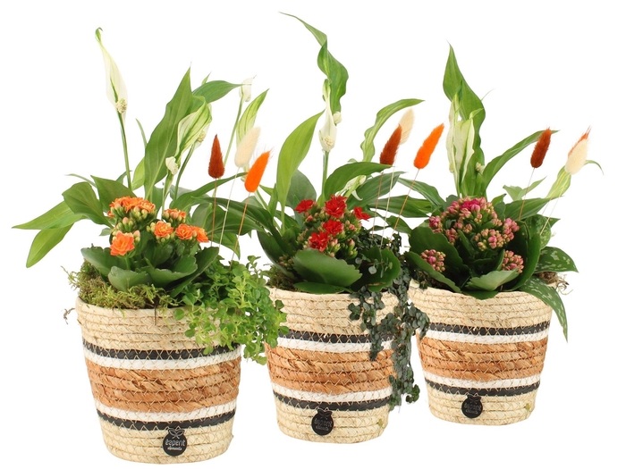 <h4>41591: Treasure time arrangement</h4>