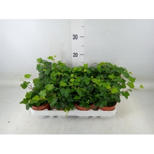 Hedera helix 'Wonder'