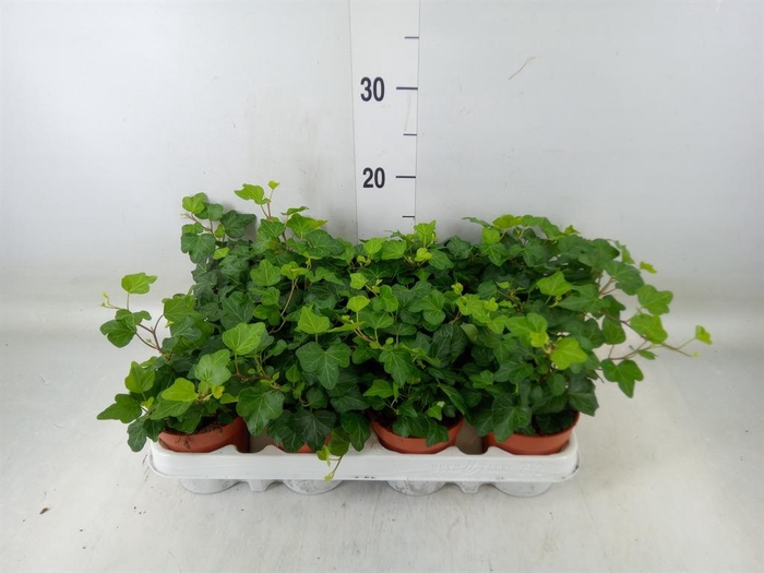 <h4>Hedera helix 'Wonder'</h4>