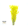 Dried Bleached Lagurus Yellow 100gr