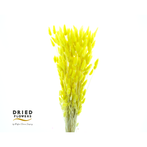 Dried Bleached Lagurus Yellow 100gr
