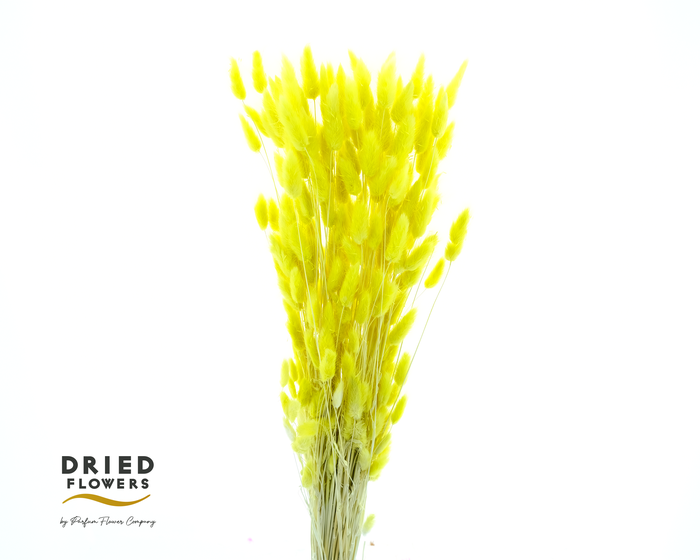 Dried Bleached Lagurus Yellow 100gr