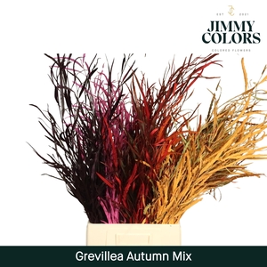 Grevillea (bunch) Autmn mix