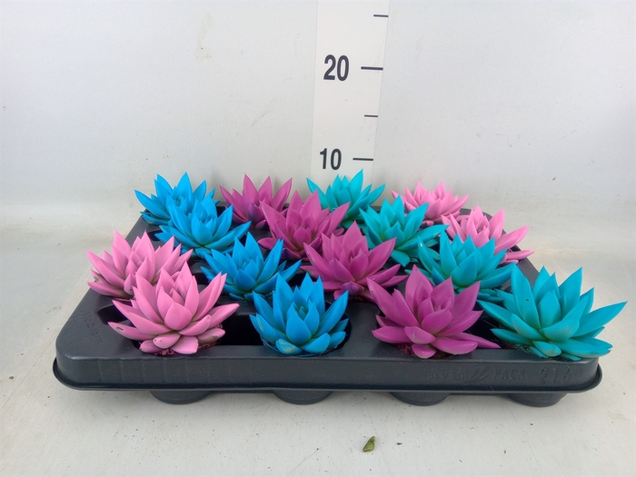 <h4>Echeveria  'Miranda'</h4>