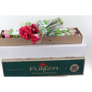 DI ST OVIEDO BOX DI ST OVIEDO BOX