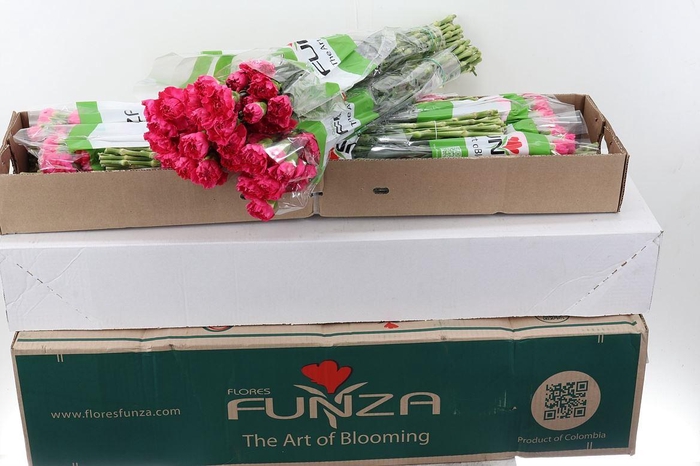 <h4>DI ST OVIEDO BOX DI ST OVIEDO BOX</h4>